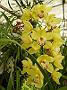 Tinonee-orchids-II 009
